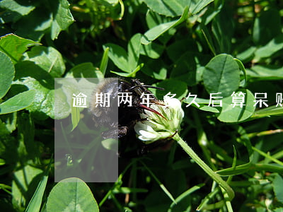 逾期两年多久后算呆账