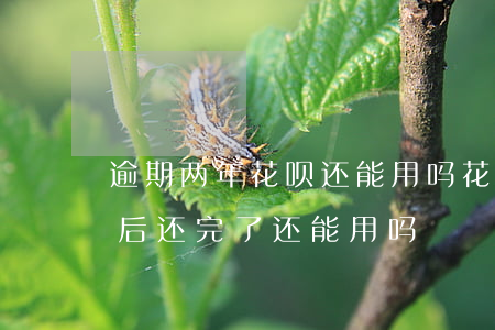逾期两年花呗还能用吗(花呗逾期了几个月然后还完了还能用吗)