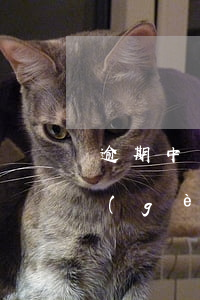 逾期中可以從哪里辦信用卡(有逾期能辦哪個(gè)信用卡)