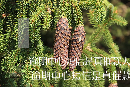 逾期中心短信是真催款人發(fā)的嗎-逾期中心短信是真催款人發(fā)的嗎安全嗎