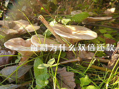 逾期为什么双倍还款