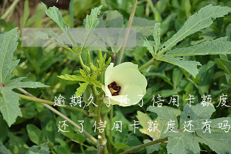 逾期久了还了信用卡额度还有吗-逾期久了还了信用卡额度还有吗怎么办