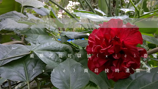 逾期之前可以協(xié)商還款嗎（逾期協(xié)商后按時還款還上征信嗎）