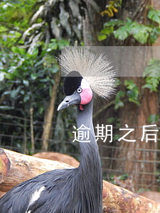 逾期之后信用卡賬單(銀行逾期賬單)