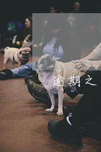 逾期之后在分期還還算逾期嗎
