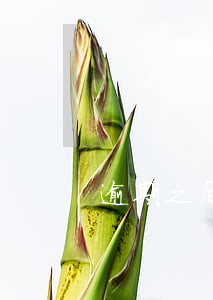 逾期之后支付寶(支付寶不小心逾期了)