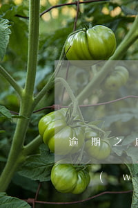 逾期之后網(wǎng)貸信用卡都下不了(網(wǎng)貸逾期辦不了信用卡)