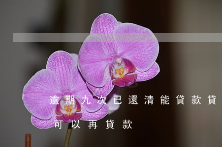 逾期九次已還清能貸款(貸款逾期還清后多久可以再貸款)