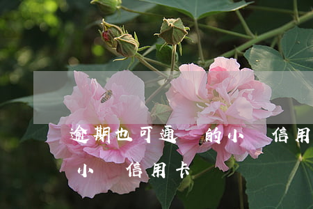 逾期也可通過的小眾信用卡(逾期也可通過的小眾信用卡)