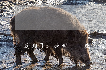 逾期了3次影響貸款嗎(征信逾期三次還能貸款嗎)