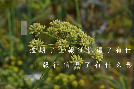逾期了上報征信還了有什么影響嗎-逾期了上報征信還了有什么影響嗎知乎