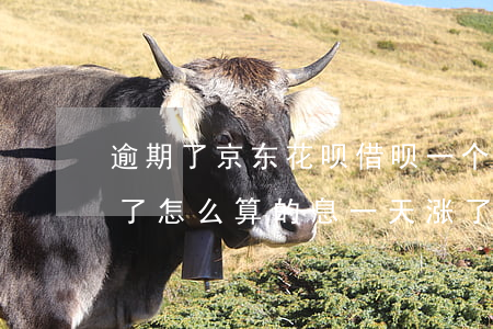 逾期了京东花呗借呗一个月涨多少(借呗逾期了怎么算的息,一天涨了几百?)
