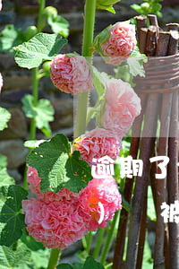 逾期了今天政府給我打電話-網(wǎng)貸被起訴調(diào)走戶籍檔案