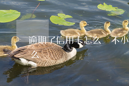 逾期了信用卡怎么辦(不小心信用卡逾期了怎么辦)