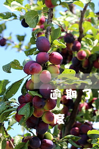 逾期了信用卡會降額嗎（信用卡逾期一月降額度）