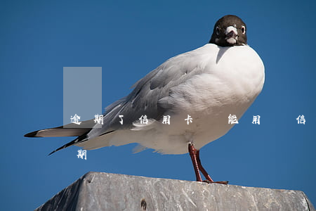 逾期了信用卡還能用嗎（信用卡逾期之后能分期還嗎）