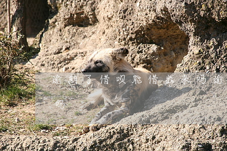 逾期了借呗能借出来吗(逾期了借呗能借出来吗)