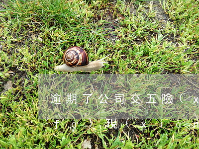 逾期了公司交五險(xiǎn)一金能發(fā)現(xiàn)嗎-逾期了公司交五險(xiǎn)一金能發(fā)現(xiàn)嗎怎么辦