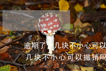 逾期了十几块不小心可以撤销吗-逾期了十几块不小心可以撤销吗怎么办