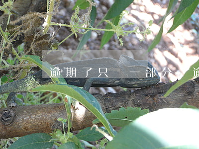 逾期了只還一部分-逾期還全部