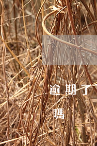 逾期了可以辦分期嗎(逾期以后可以辦理分期嗎)