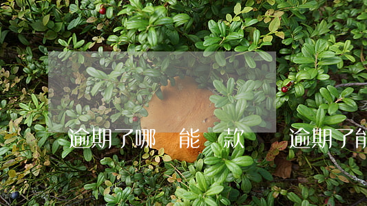 逾期了哪還能貸款買車(逾期了能買車嗎)