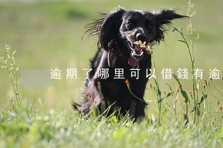 逾期了哪里可以借錢（有逾期能借錢的app）