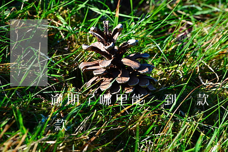 逾期了哪里能貸到貸款(當前逾期哪里可以貸款)