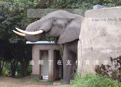 逾期了在支付寶還能貸什么款