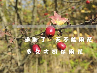 逾期了幾天不能用花唄(花唄逾期幾個月還了多久才可以用花唄)