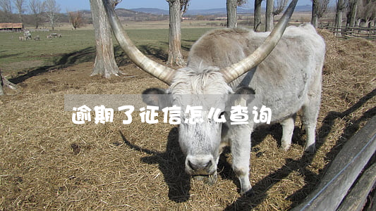 逾期了征信怎么查询