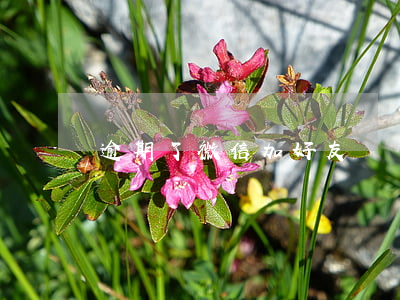 逾期了微信加好友