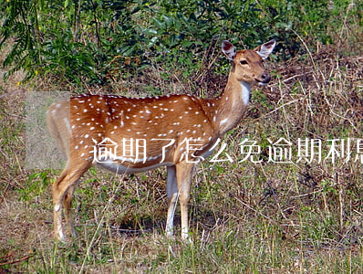 逾期了怎么免逾期利息(逾期免息還款)