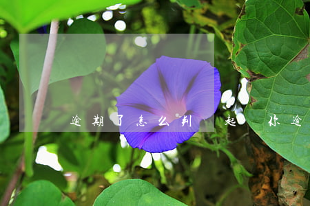 逾期了怎么判斷起訴你(逾期起訴是真的嗎)
