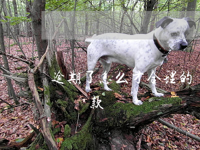 逾期了怎么才合理的還款(貸款逾期后如何正確還款)