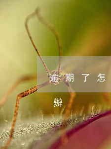 逾期了怎么處理違章(交通違章處理逾期怎么辦)