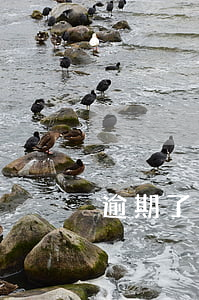 逾期了找到单位了会不会开除啊-