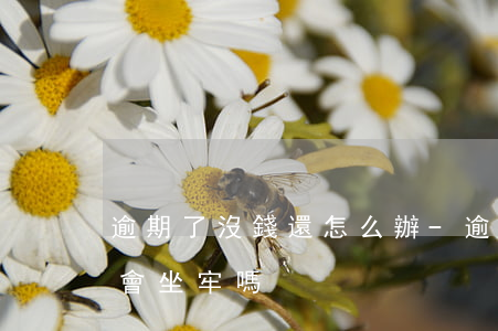 逾期了沒錢還怎么辦-逾期了沒錢還怎么辦會坐牢嗎