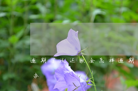 逾期了没还款会怎样(逾期半年了没钱还,怎么办)