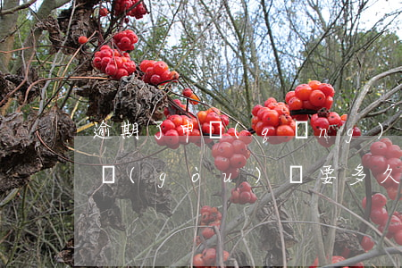 逾期了申請(qǐng)信用卡（信用卡逾期購(gòu)匯要多久）