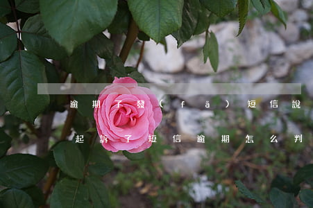 逾期了發(fā)短信說(shuō)我被起訴了（短信逾期怎么判斷法院起訴）