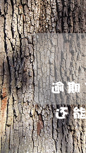 逾期了白条里面的额度能不能用(白条逾期了还能继续用白条吗)