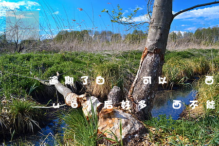 逾期了白條還可以買東西嗎(白條逾期過(guò)后,好多東西不能用白條付款了)