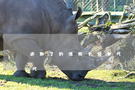 逾期了的信用卡空卡代還(逾期的信用卡可以代還嗎)