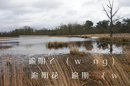 逾期了網(wǎng)貸花了怎么借(信用卡逾期花唄逾期網(wǎng)貸逾期還可以借錢嗎)