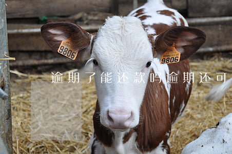 逾期了能还款吗(逾期还可以借钱吗)