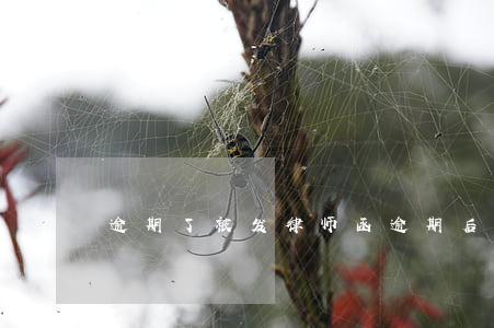 逾期了被发律师函（逾期后发律师函）
