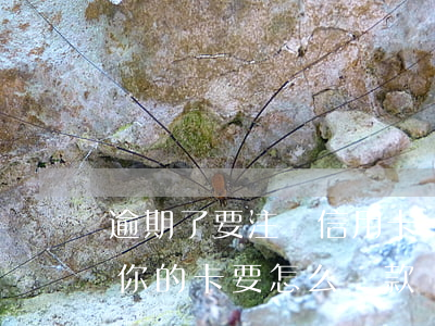 逾期了要注銷信用卡嗎(信用卡逾期銀行注銷你的卡,要怎么還款?)