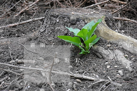 逾期了讓去法院復(fù)議(超過復(fù)議期限起訴)