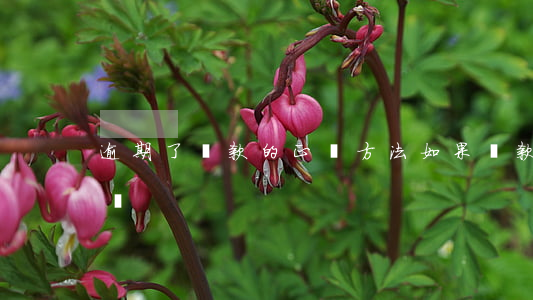 逾期了還款的正確方法(如果還款逾期了怎么辦)